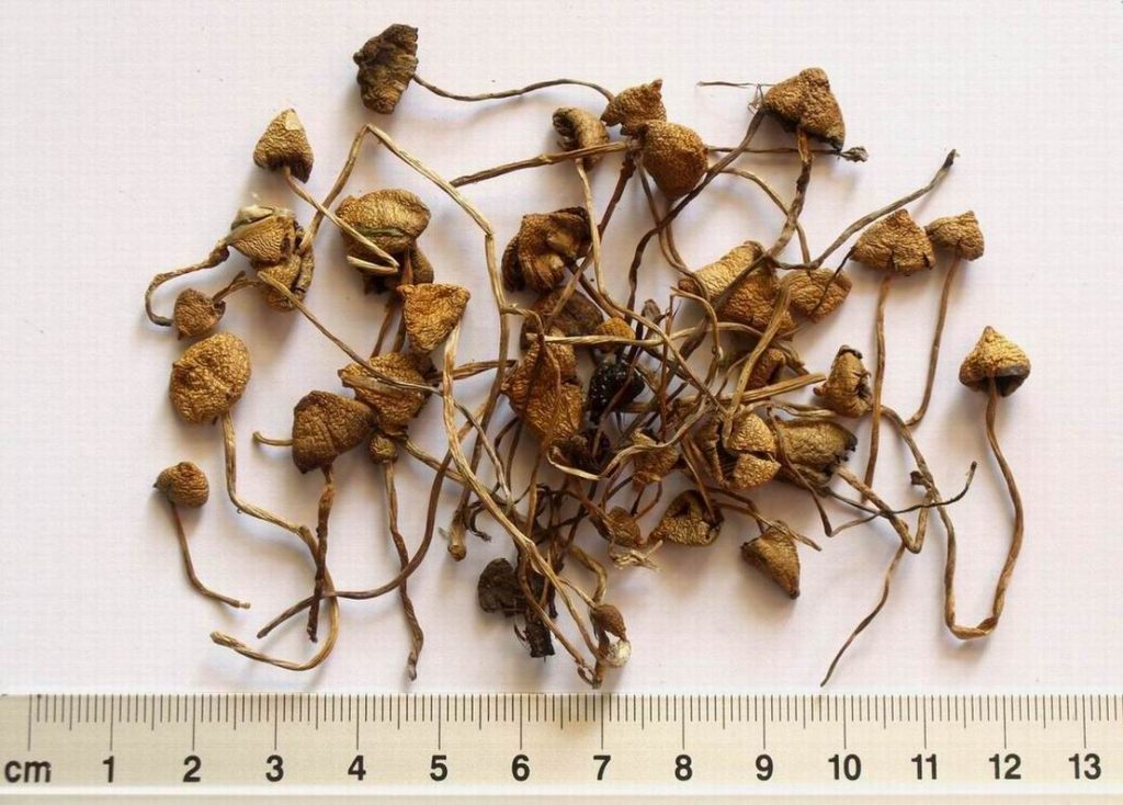 Psilocybe Semilanceata