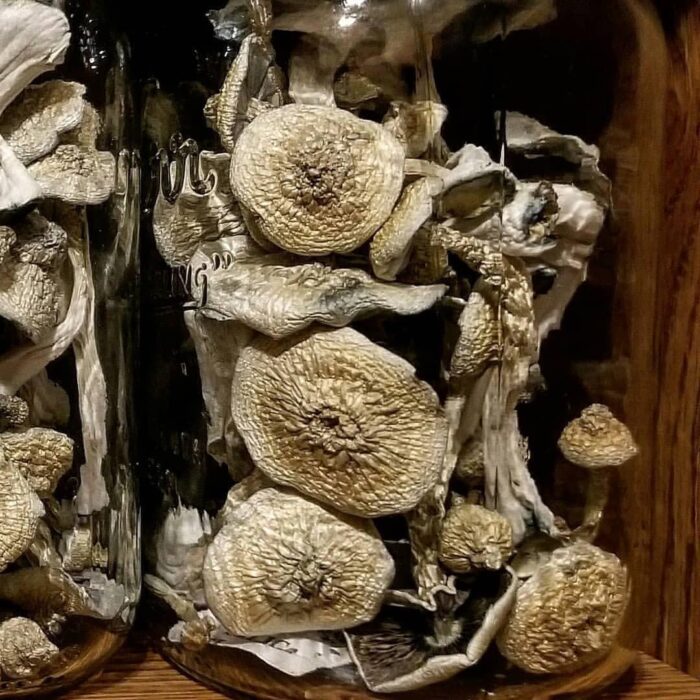 Buy Psilocybe Cyanescens